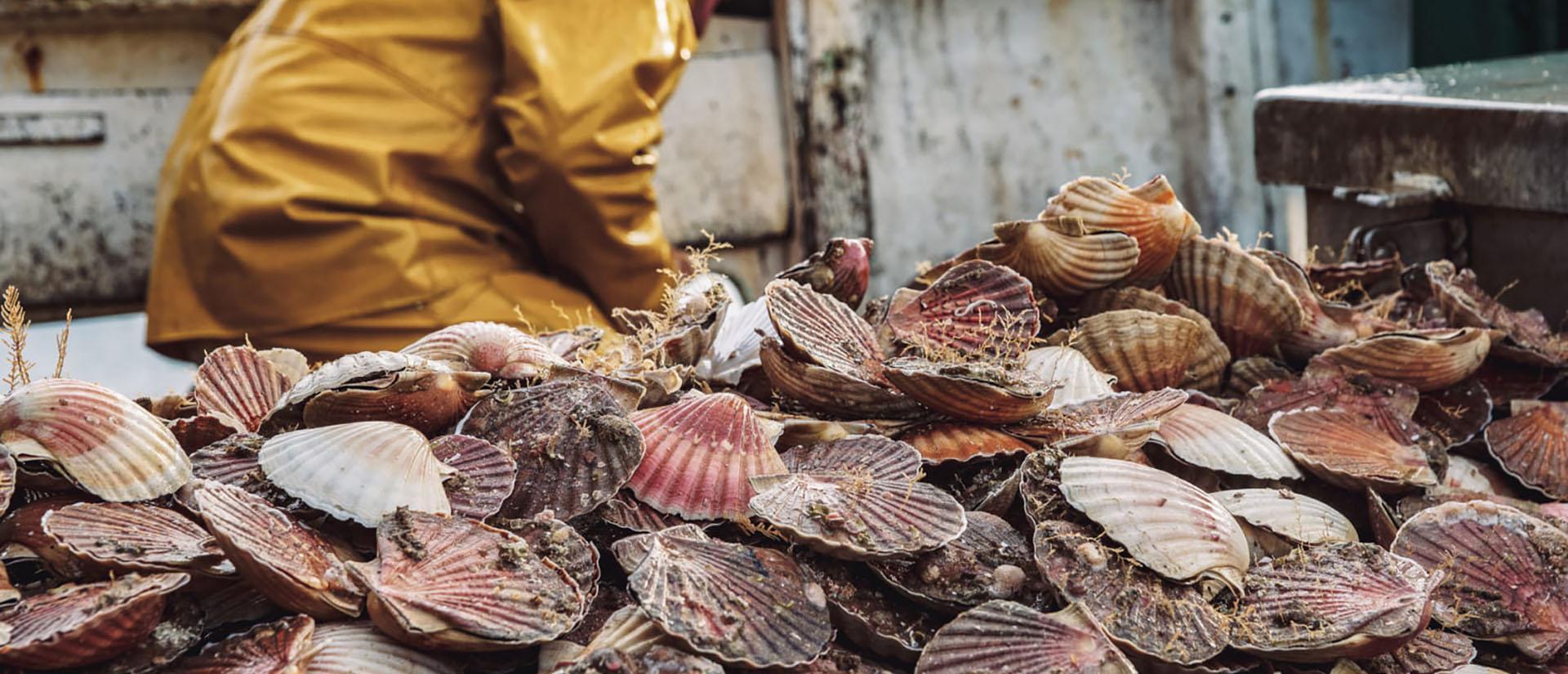 Retour de pêche à la coquille Saint-Jacques à Erquy